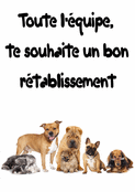 Tous les animaux te souhaitent du mieux